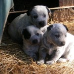 Wangara Puppies