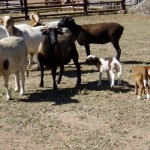 Lambs at Wangara